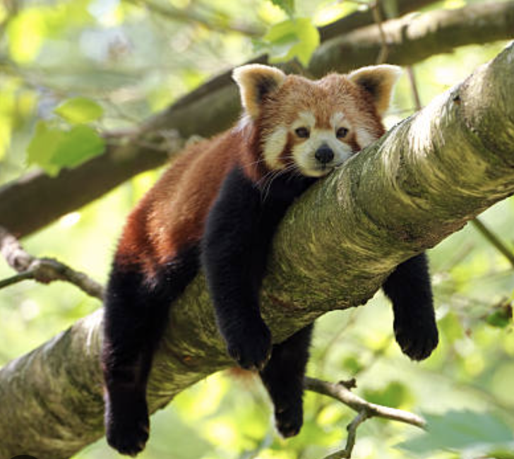 Red Panda